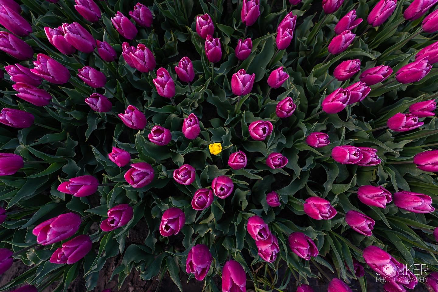 tulpen fotograferen-Jonker Photography